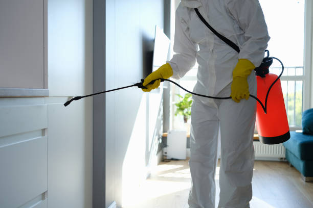 Best Black Mold Removal  in Cambria, IL