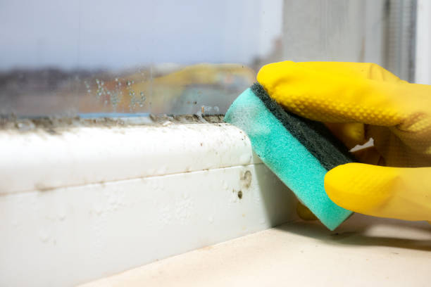 Professional Mold Removal in Cambria, IL