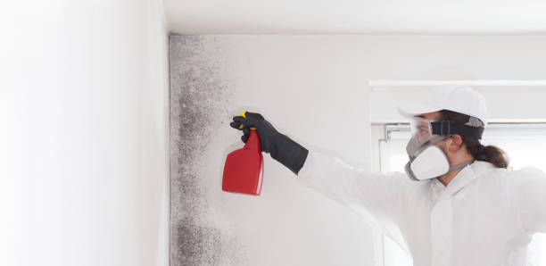 Best Water Damage Restoration  in Cambria, IL