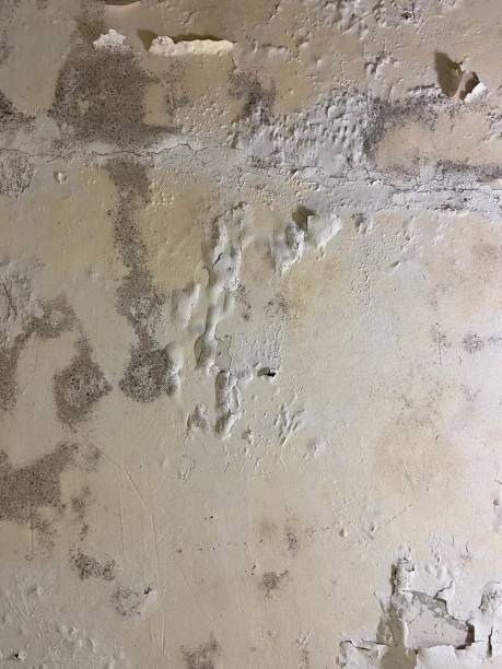 Best Certified Mold Removal  in Cambria, IL