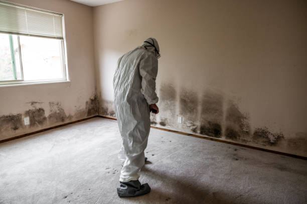 Best Mold Cleaning Services  in Cambria, IL