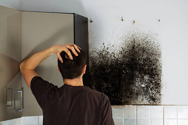 Best Mold Testing  in Cambria, IL