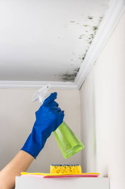 Best Mold Remediation Services  in Cambria, IL